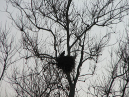 Click on thumbnail image for enlargement