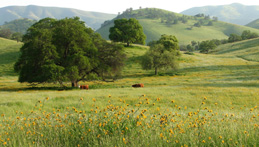 Click on thumbnail image for enlargement